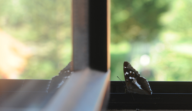 Der Schillerfalter im Achterhoek